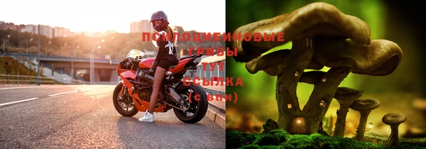 ешки Аркадак
